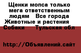 Щенки мопса только мега-ответственным людям - Все города Животные и растения » Собаки   . Тульская обл.